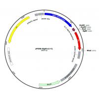 pFUSE-hIgG1e1-CL