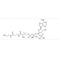 辅酶 A/CoA Coenzyme A85-61-0