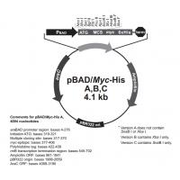 pBAD/His B