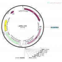 pMAL-c5x