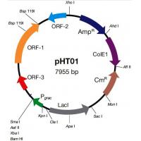 pHT01