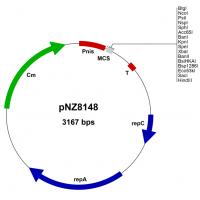 pNZ8148