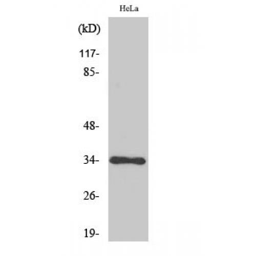 Cdk1/2/3 Polyclonal Antibody