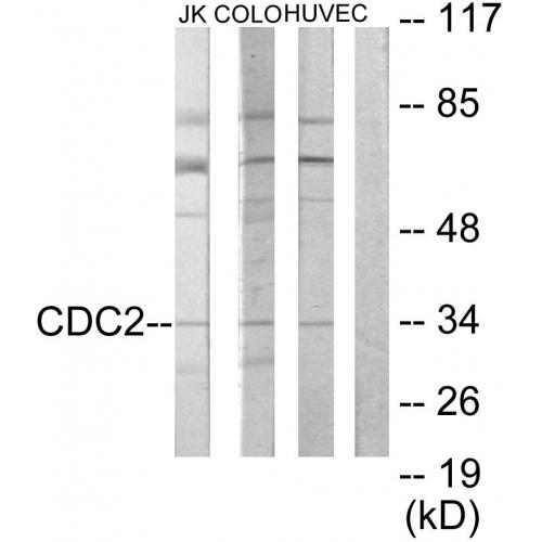 Cdk1/Cdc2 Polyclonal Antibody