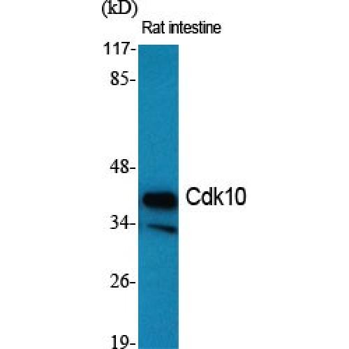 Cdk10 Polyclonal Antibody