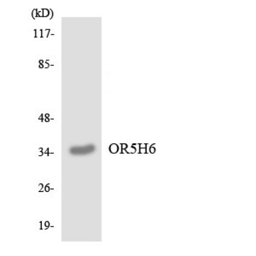 Hox-C6 Polyclonal Antibody