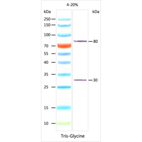 高分子量预染蛋白Marker（10-250kDa）