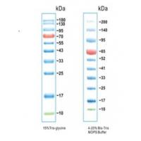 彩色预染蛋白Marker（10-180kDa）