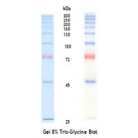 超高分子量预染蛋白Marker（25-300kDa）