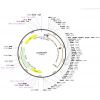 pComb3XTT