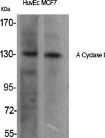 A Cyclase I Polyclonal Antibody