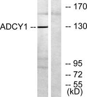 A Cyclase I Polyclonal Antibody