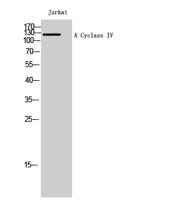 A Cyclase IV Polyclonal Antibody