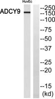 A Cyclase IX Polyclonal Antibody