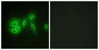 A Cyclase VIII Polyclonal Antibody