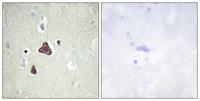 A Cyclase VIII Polyclonal Antibody