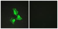 A20 Polyclonal Antibody