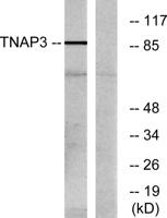 A20 Polyclonal Antibody