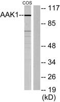 AAK1 Polyclonal Antibody