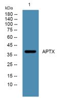 APTX Polyclonal Antibody