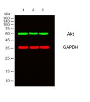 Akt Polyclonal Antibody