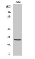 AQP12 Polyclonal Antibody