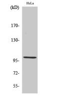 HSP105 Polyclonal Antibody