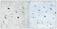 HSP70L Polyclonal Antibody