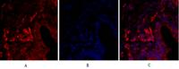 Claudin-5 Polyclonal Antibody