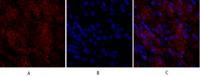 Claudin-5 Polyclonal Antibody