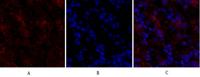 Claudin-5 Polyclonal Antibody