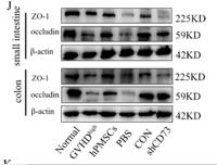 ZO1 Polyclonal Antibody