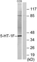 SR-1F Polyclonal Antibody