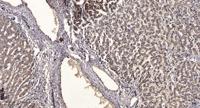 SR-1F Polyclonal Antibody