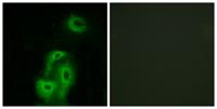 SR-2A Polyclonal Antibody