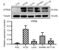 SR-2B Polyclonal Antibody