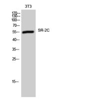 SR-2C Polyclonal Antibody