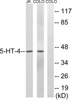 SR-4 Polyclonal Antibody