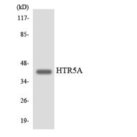 SR-5A Polyclonal Antibody