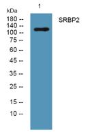 SRBP2 Polyclonal Antibody