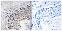 SREC-II Polyclonal Antibody