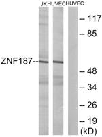 SRE-ZBP Polyclonal Antibody