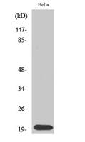 SRp20 Polyclonal Antibody