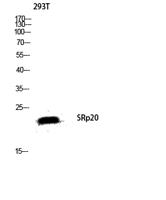 SRp20 Polyclonal Antibody