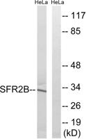 SRp46 Polyclonal Antibody