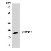 SRp46 Polyclonal Antibody