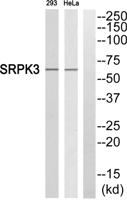 SRPK3 Polyclonal Antibody