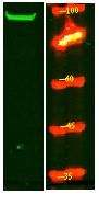 SRRM1 Polyclonal Antibody