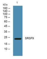 SRSF9 Polyclonal Antibody