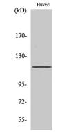 ST18 Polyclonal Antibody